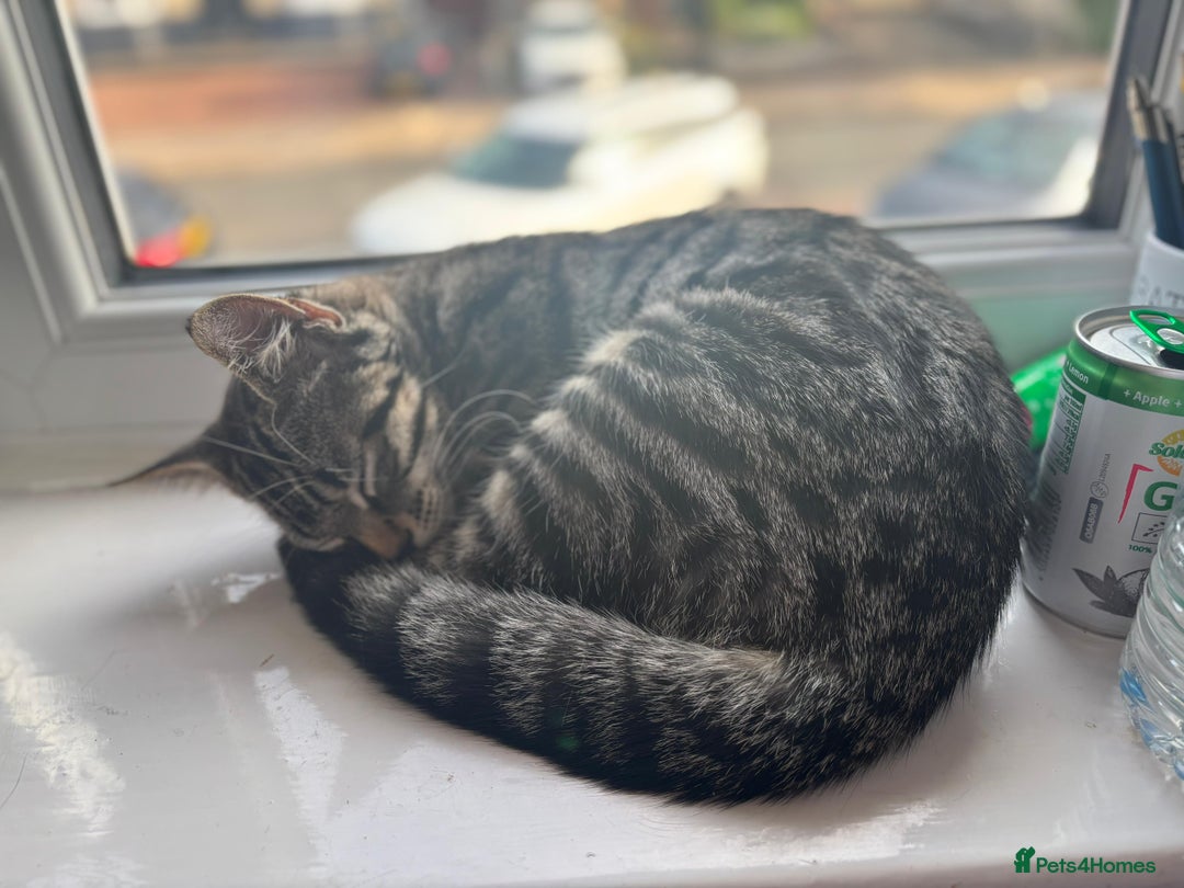British Shorthair cats for sale: 🐾 Adorable Kittens Looking for  Home! 🐾 - Image 2