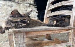 Maine Coon cats for sale: Full pedigree MaineCoon kittens  - Image 23