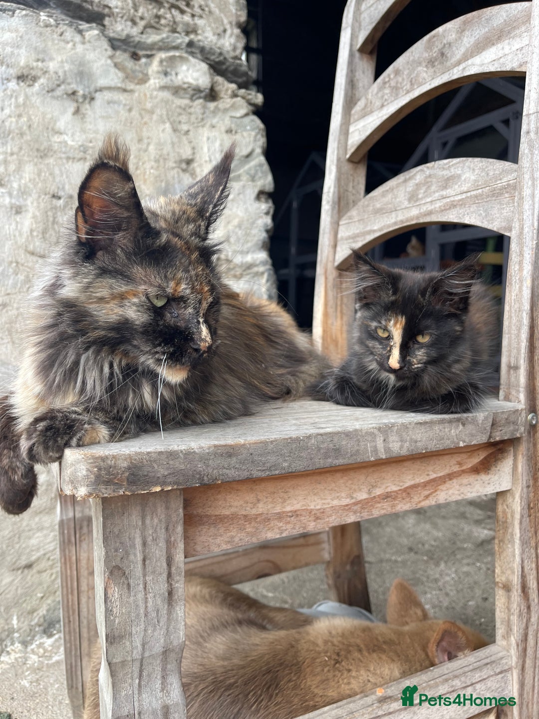 Maine Coon cats for sale: Full pedigree MaineCoon kittens  - Image 23