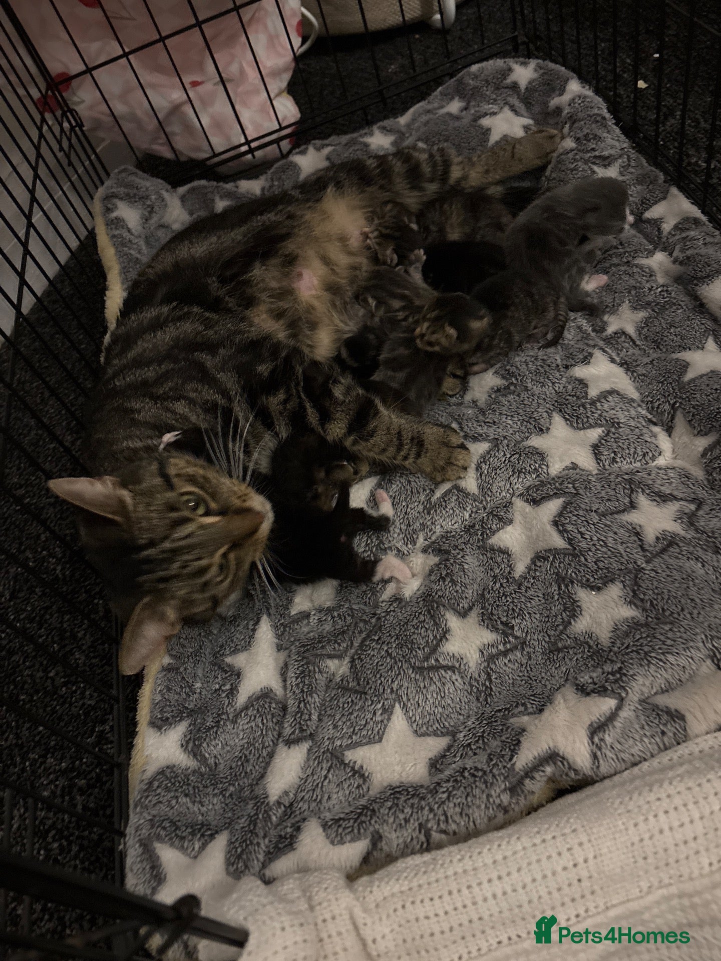 Domestic Shorthair cats for sale: 8 beautiful kittens  - Advert 12