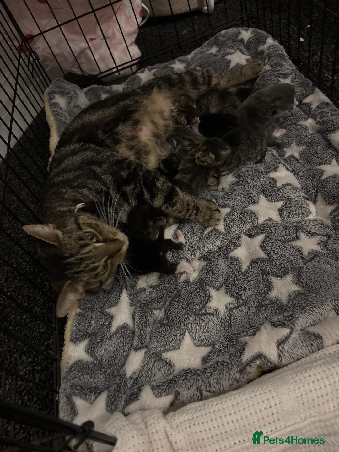 Domestic Shorthair cats for sale: 8 beautiful kittens  in Birmingham - Advert 1