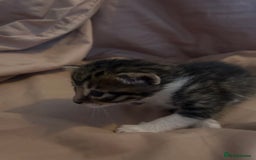 Mixed Breed cats for sale: Kittens for sale  - Image 4