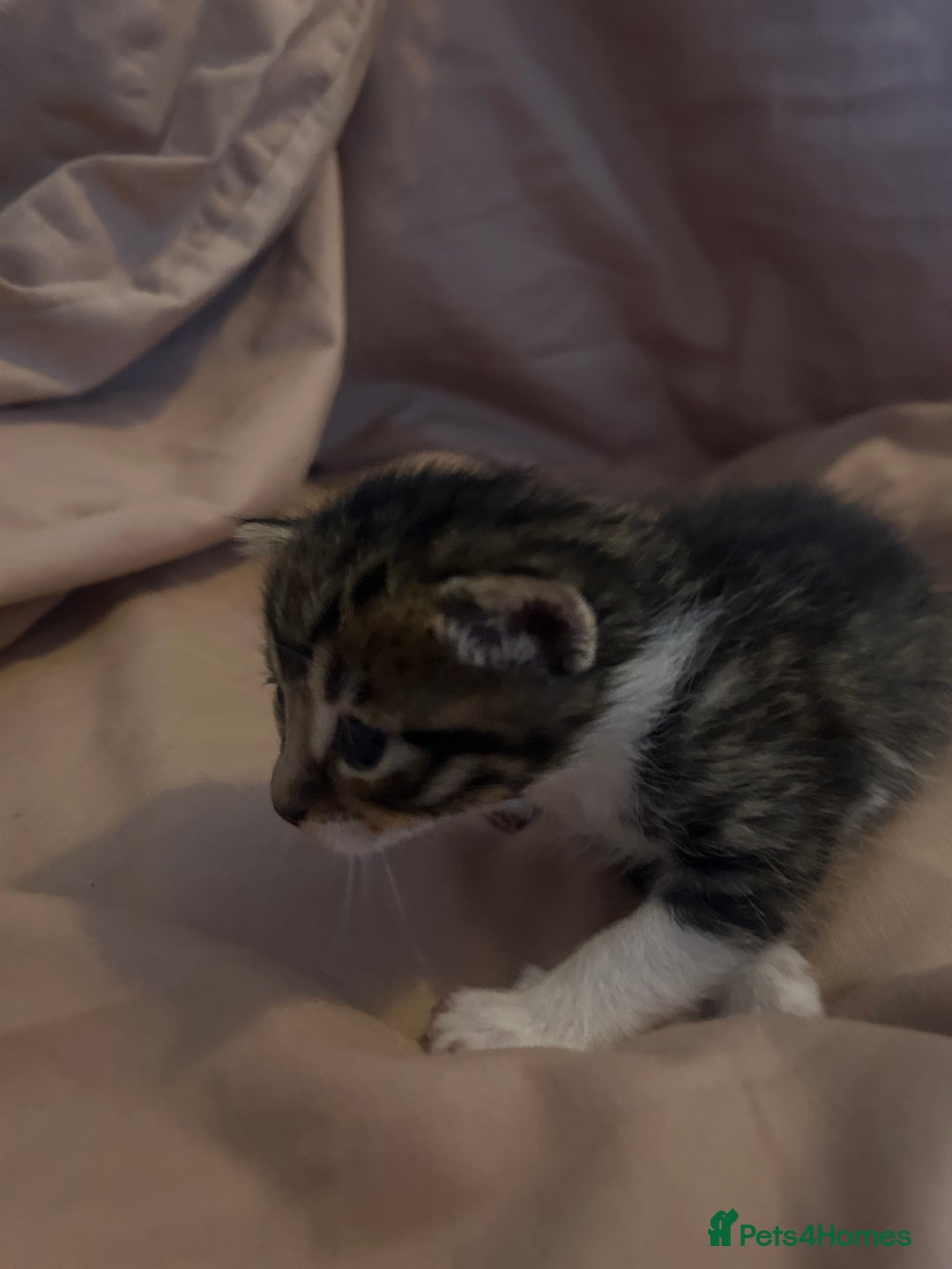 Mixed Breed cats for sale: Kittens for sale  - Image 4