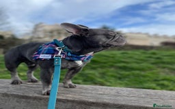 French Bulldog dogs for sale: French Bulldog - Image 8