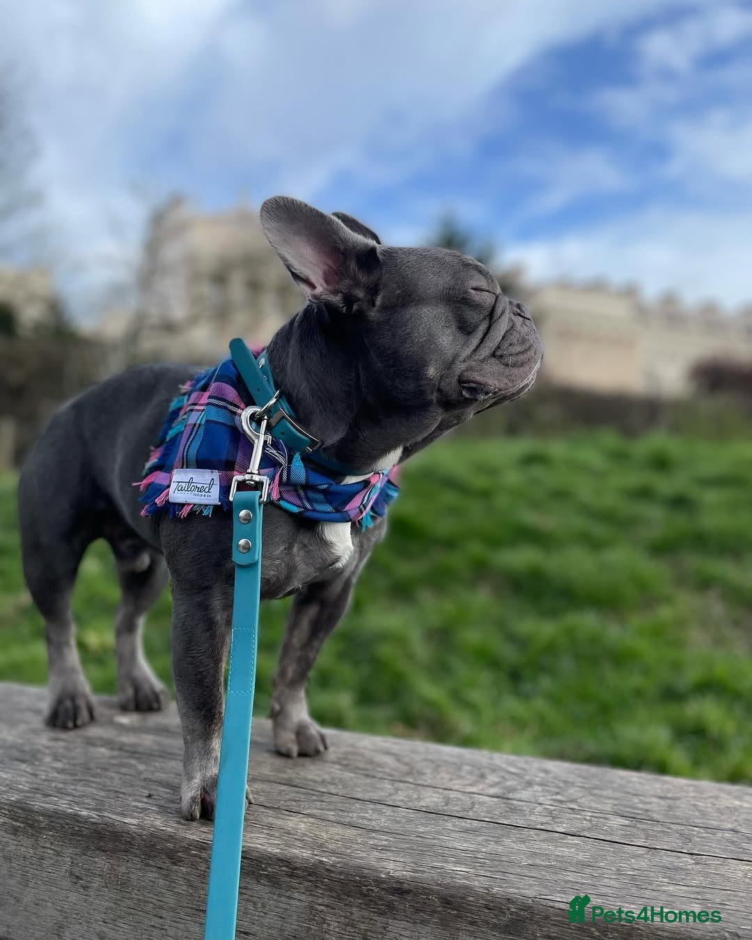 French Bulldog dogs for sale: French Bulldog - Image 8
