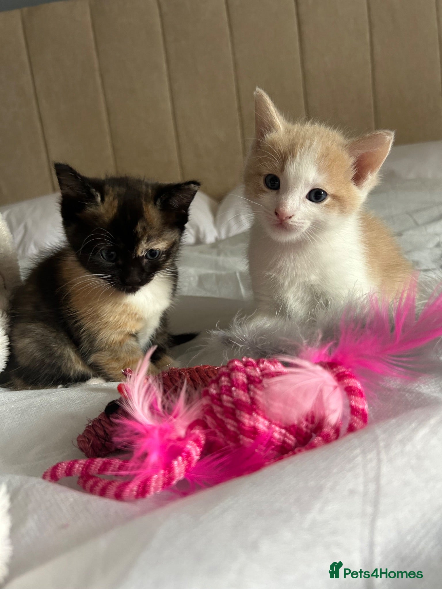 Mixed Breed cats Ragdoll Tabby mixed kittens  - Advert 3