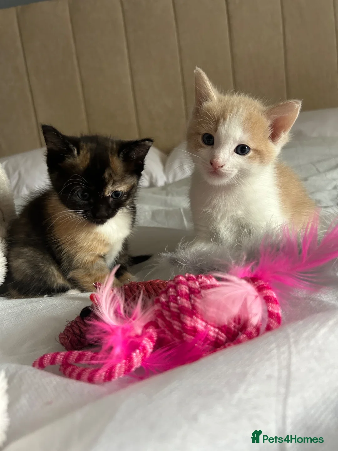 Mixed Breed cats for sale: Ragdoll Tabby mixed kittens  in Forfar - Advert 1