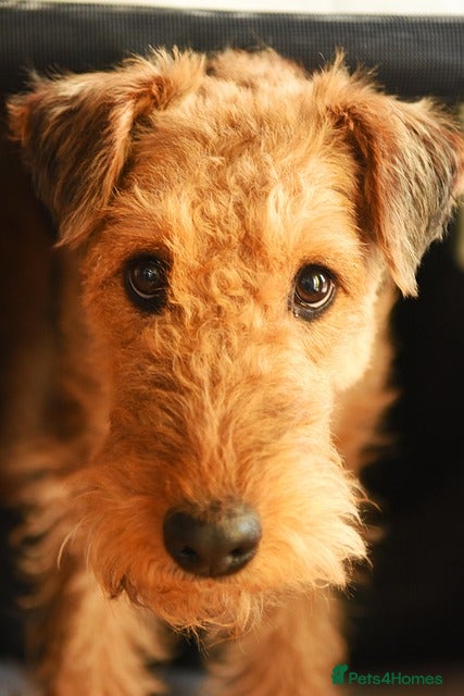 Airedale Terrier dogs This is a test advert please do not contact - Advert 1