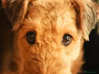Airedale Terrier dogs This is a test advert please do not contact - Advert 3