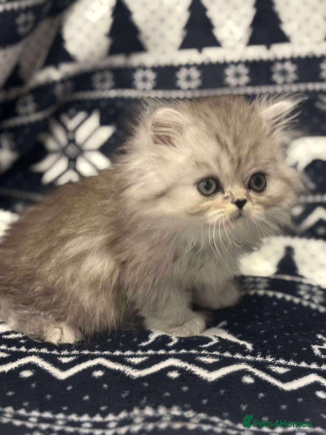 Persian cats for sale: **SOLD** gorgeous PKD Negative Persian kittens - Advert 21
