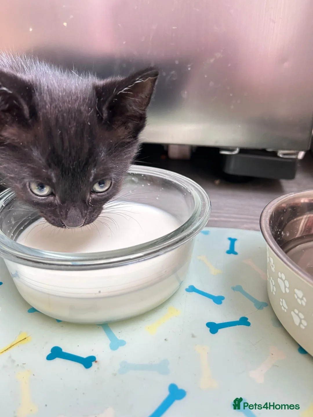 Mixed Breed cats for sale: Joyful kitten ❤️😈😆😍 - Advert 7