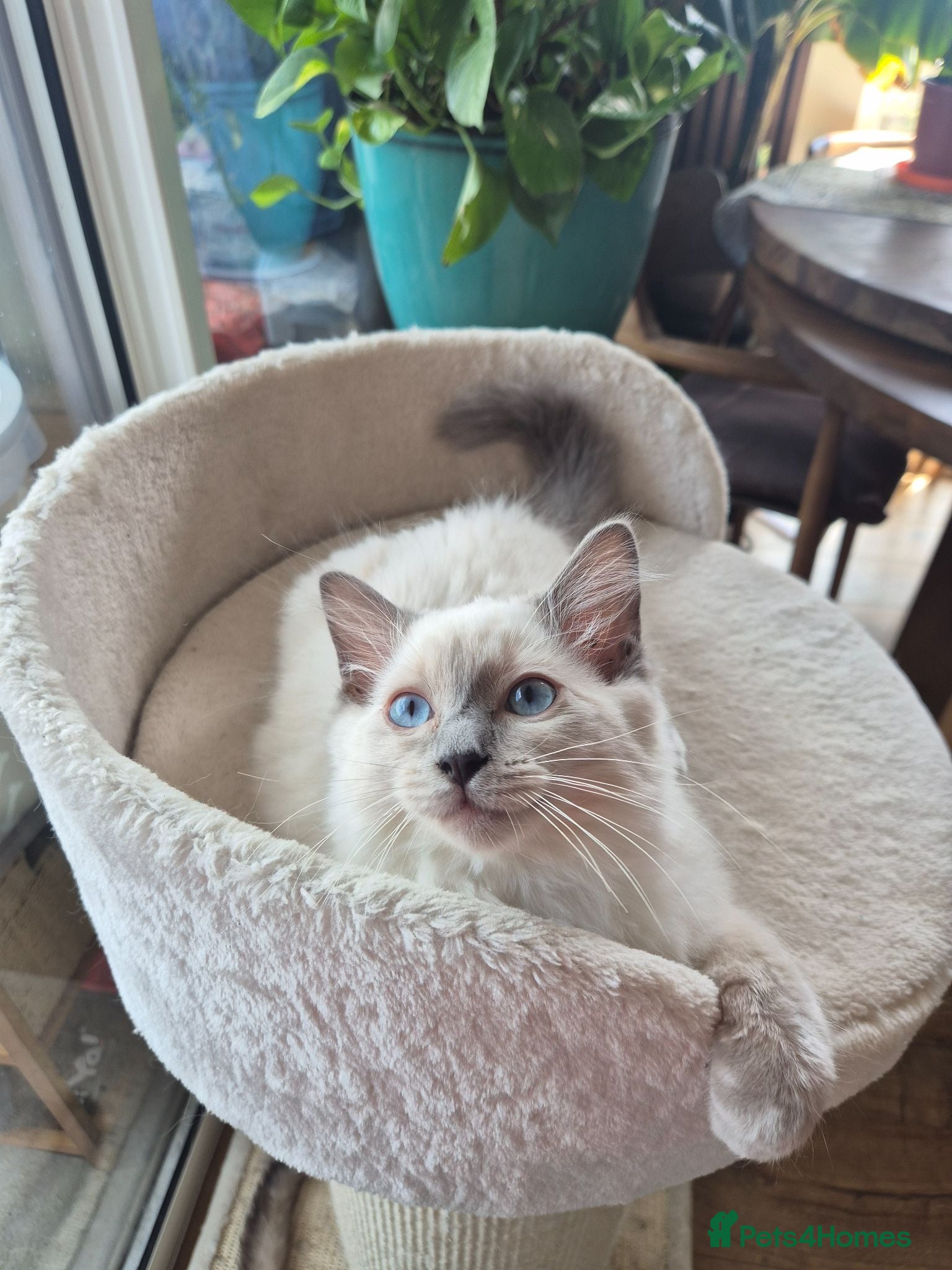 Ragdoll cats 2 Beautiful GCCF & TICA Ragdoll Kittens Left 💕  - Advert 2