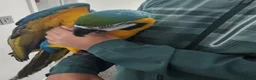 Macaws birds for sale: Handreared silly tame macaws. - Advert 5