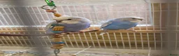 Budgerigars birds for sale: Baby Helicopter Budgies  - Advert 1