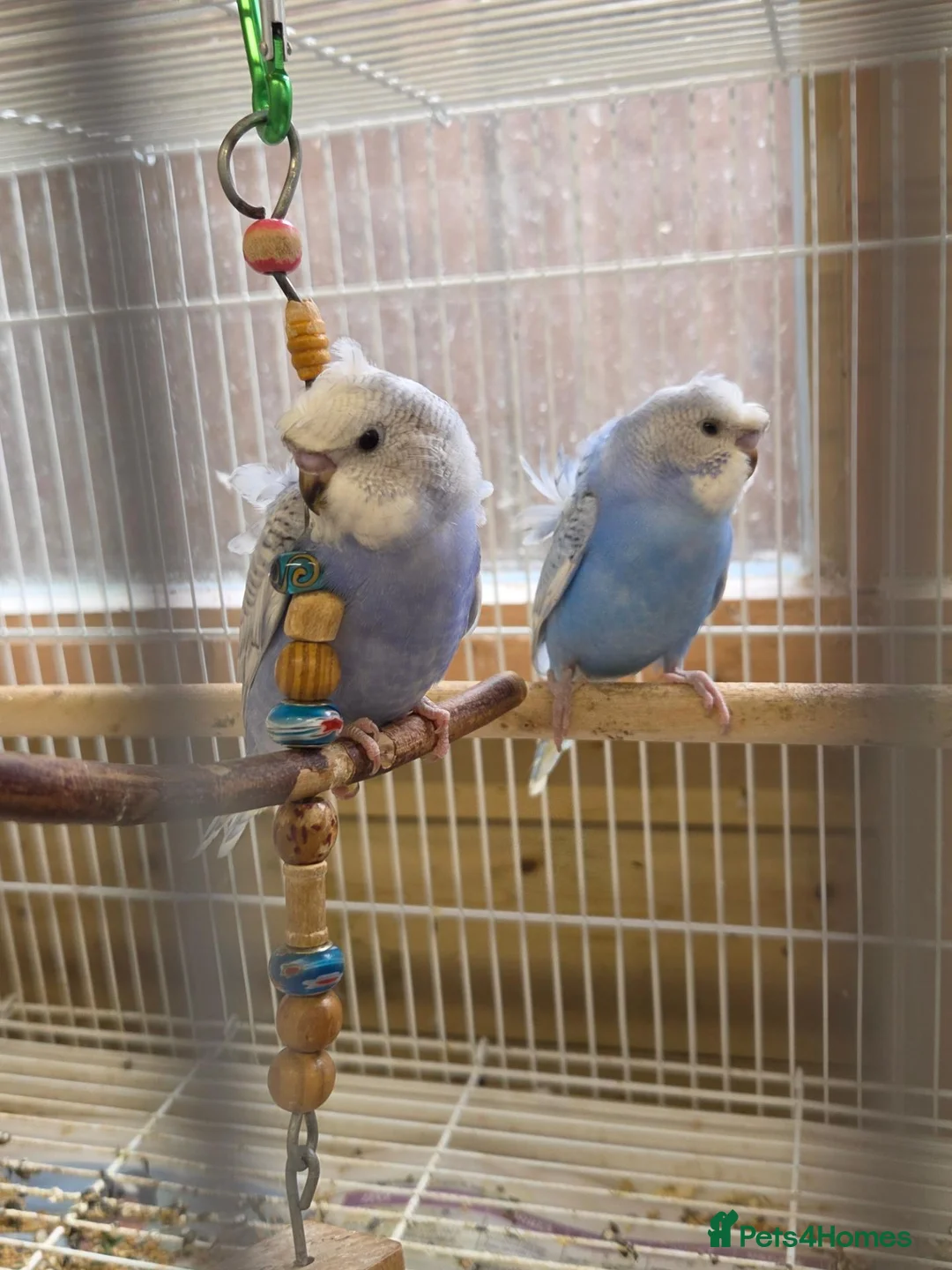 Budgerigars birds for sale: Baby Helicopter Budgies  - Advert 1