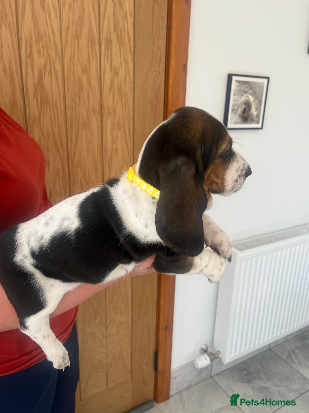 Basset Hound dogs for sale: Wonderful basset hound puppies available  - Image 3