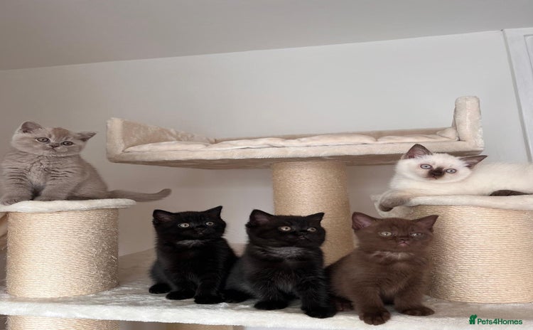 British Shorthair cats - Advert 4