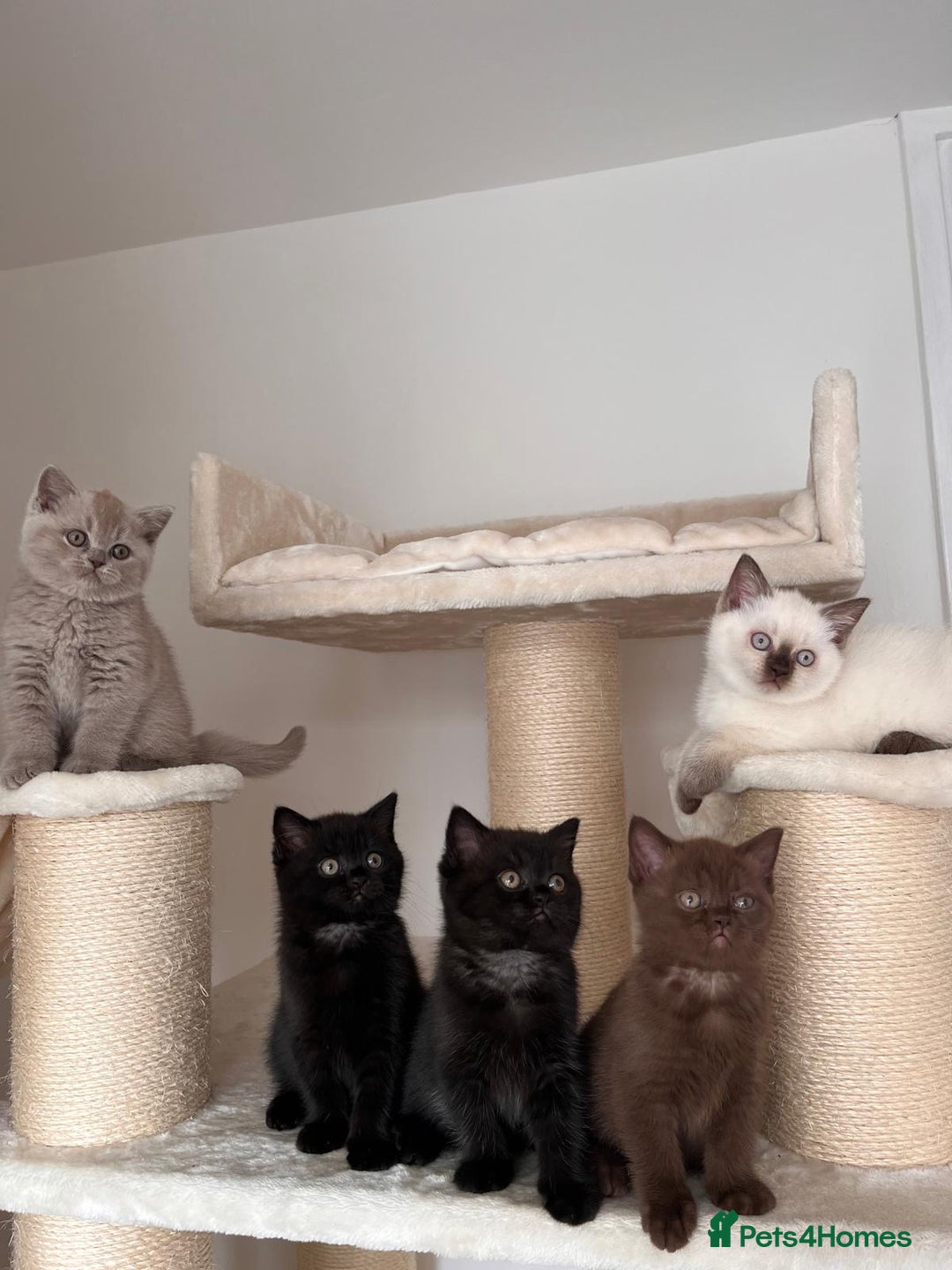 British Shorthair cats for sale: Adorable British Shorthairs available (5 females) - Image 1