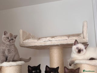British Shorthair cats - Advert 16