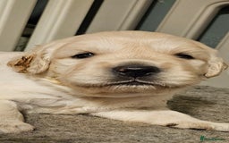 Golden Retriever dogs for sale: Beautiful chunky cream/golden retrievers  - Image 4