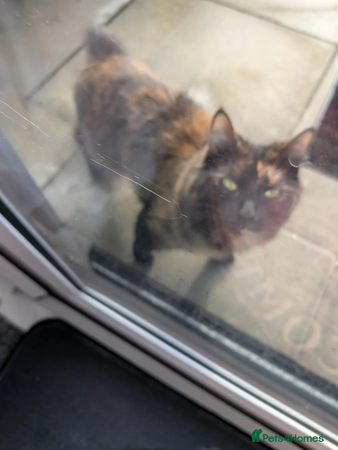 Mixed Breed cats for sale: Cat for rehoming  in Kilmarnock - Advert 2