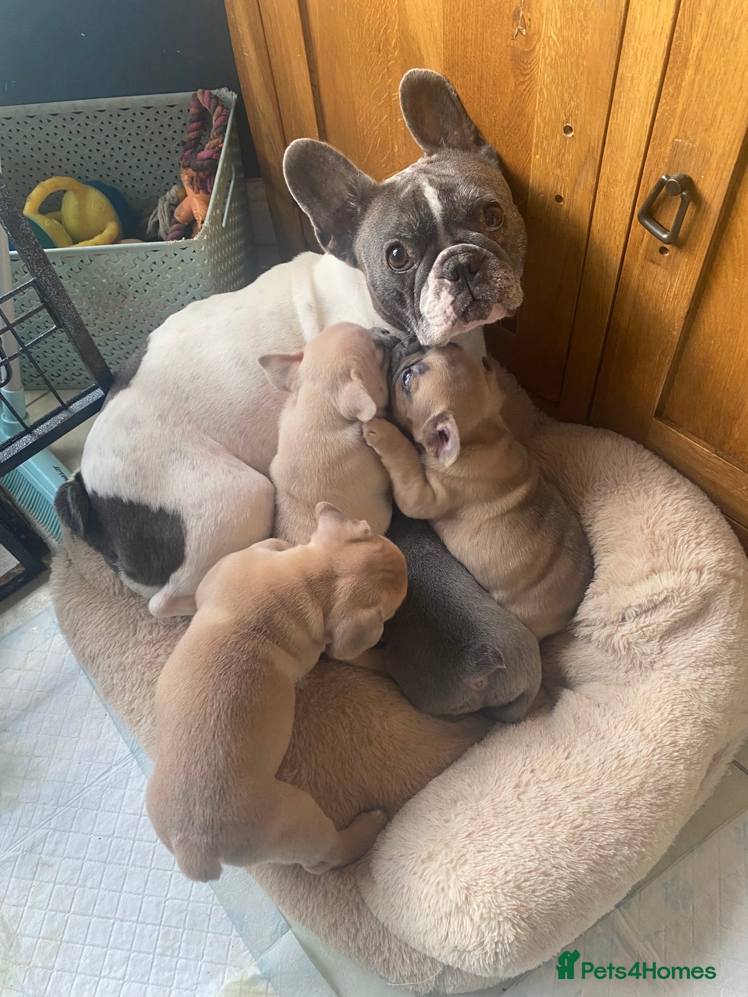 French Bulldog dogs for sale: Blue and Blue Fawn French Bulldog pups - Advert 1