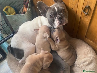 French Bulldog dogs Blue and Blue Fawn French Bulldog pups - Advert 3
