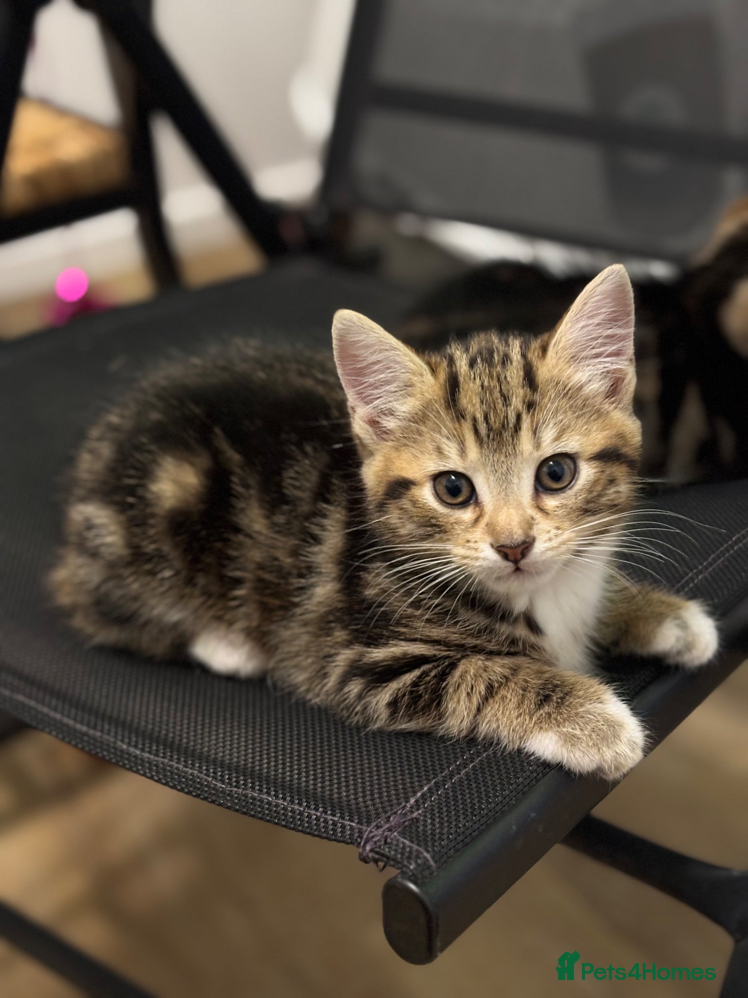 Mixed Breed cats Tabby kittens  - Advert 1