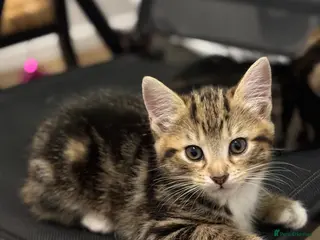 Mixed Breed cats Tabby kittens - Advert 1