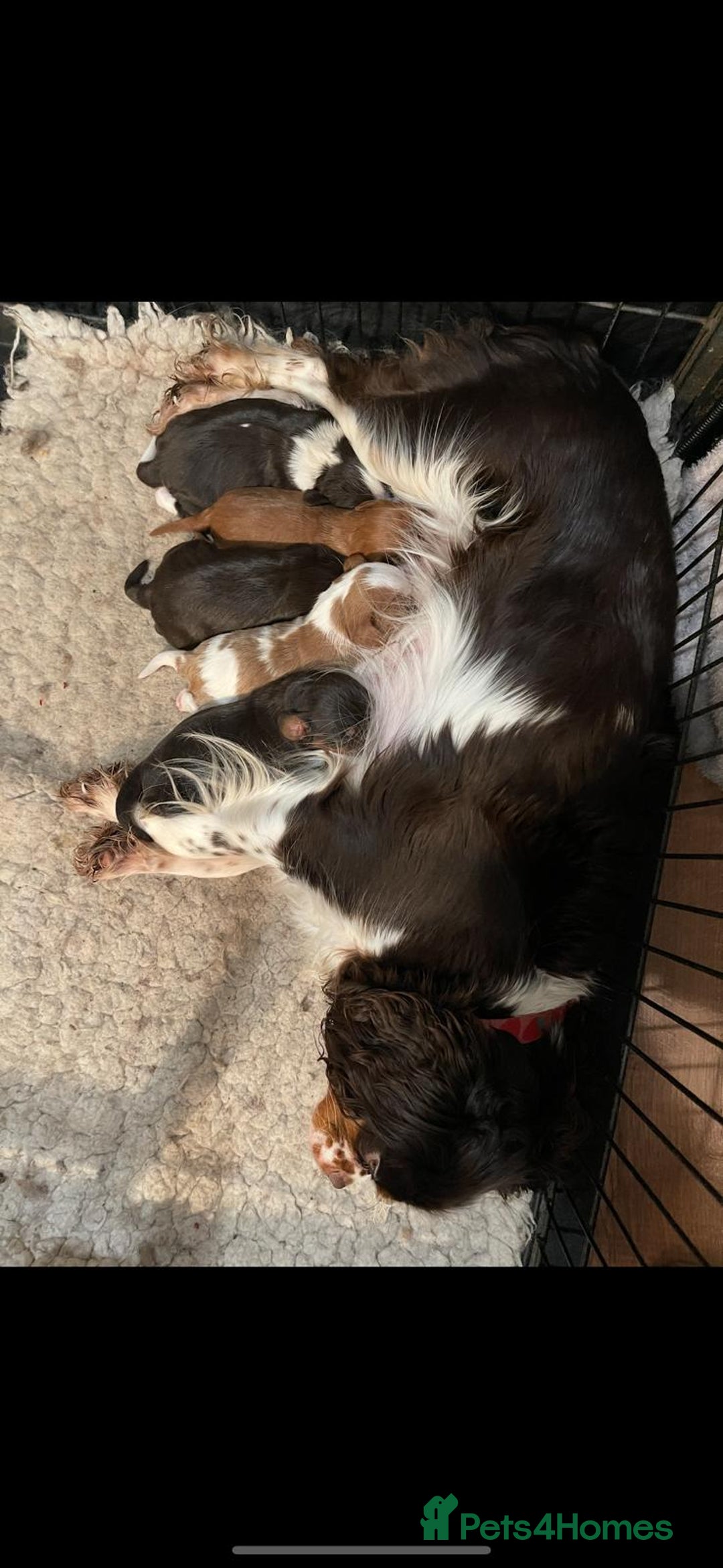 Cavalier King Charles Spaniel dogs for stud: Handsome 💙Chocolate & Tan Cavalier Boy For Stud in Havant - Image 7