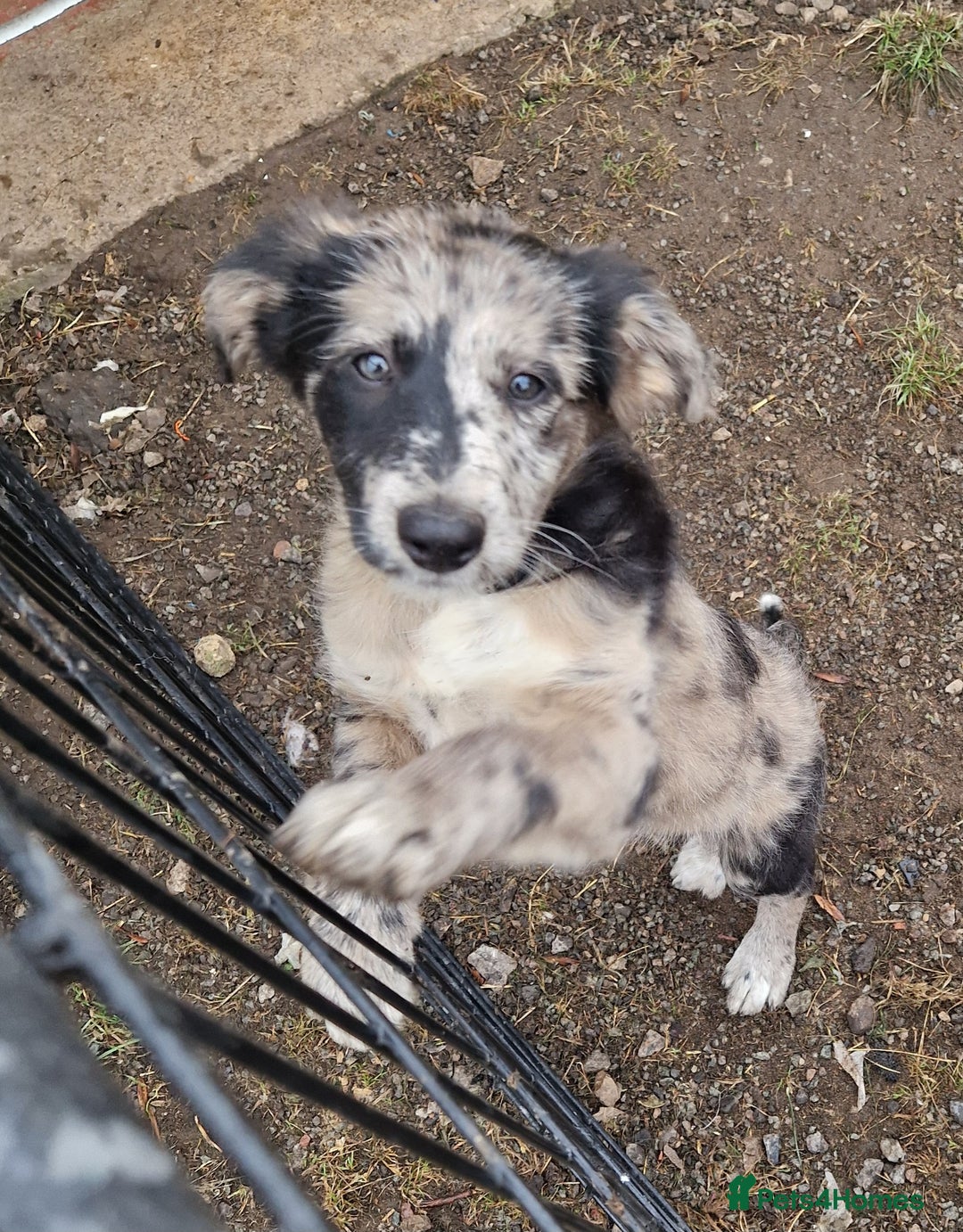 Mixed Breed dogs for sale: Stunning rough coated lurchers - Image 5