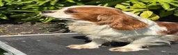 Cavalier King Charles Spaniel dogs for stud: Beautiful Blenheim cavalier stud boy  in Southport - Advert 7