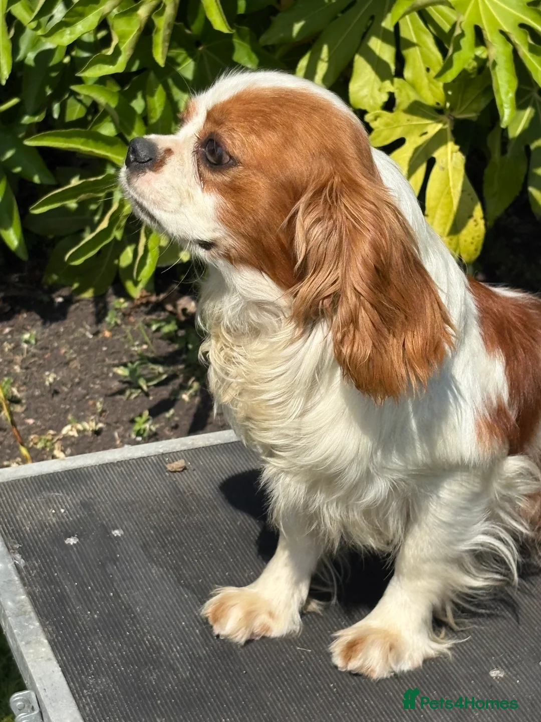 Cavalier King Charles Spaniel dogs for stud: Beautiful Blenheim cavalier stud boy  in Southport - Advert 7
