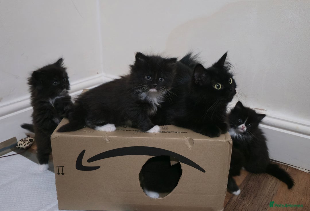 Mixed Breed cats for sale: Lovely Persian mixed kittens for sale - Advert 12