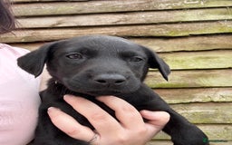 Labrador Retriever dogs for sale: KC Lab pups (from tested parents) REDUCED - Image 6