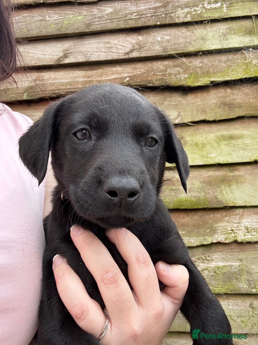 Labrador Retriever dogs for sale: KC Lab pups (from tested parents) REDUCED - Image 6
