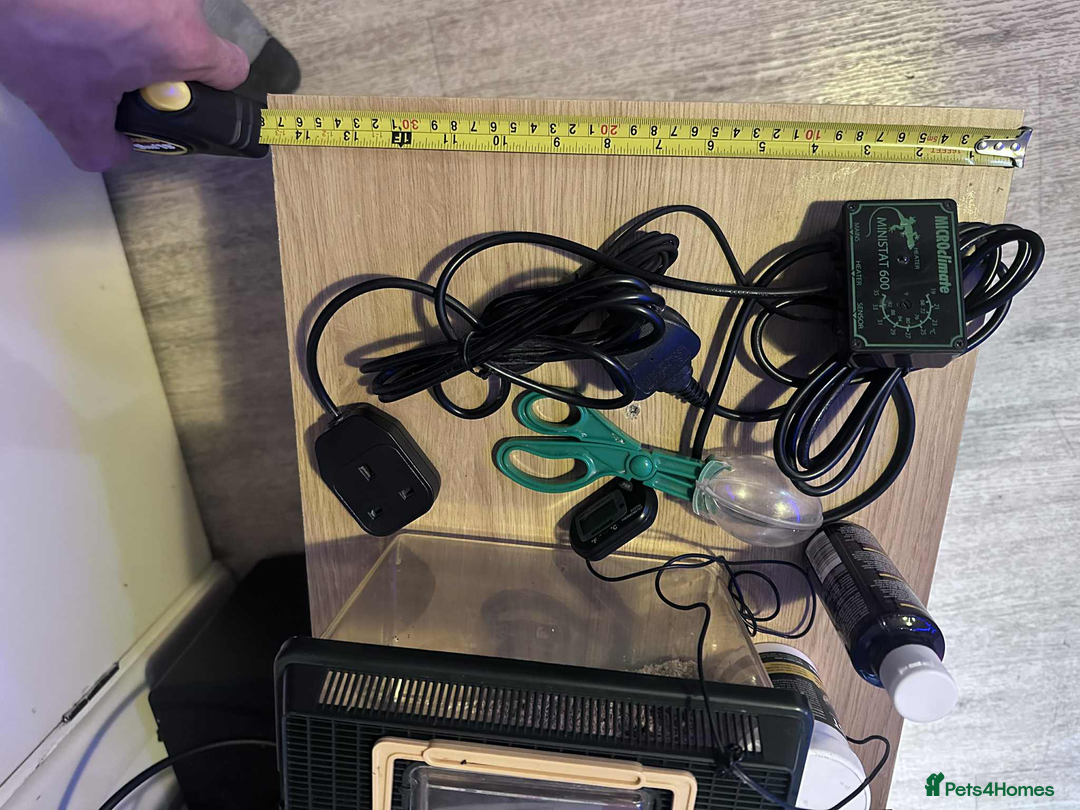 Leopard Gecko reptiles for sale: leopard gecko 5 years old - Advert 5