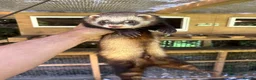 Ferret rodents for sale: Working EU X Ferrets in Harrogate - Advert 2