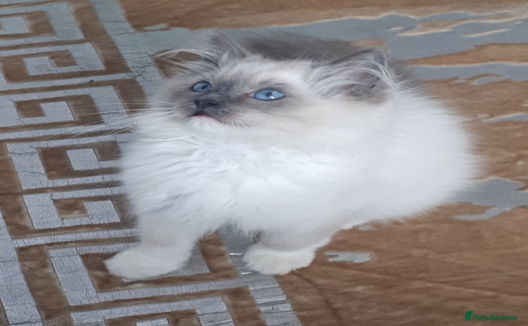 Ragdoll cats - Advert 2