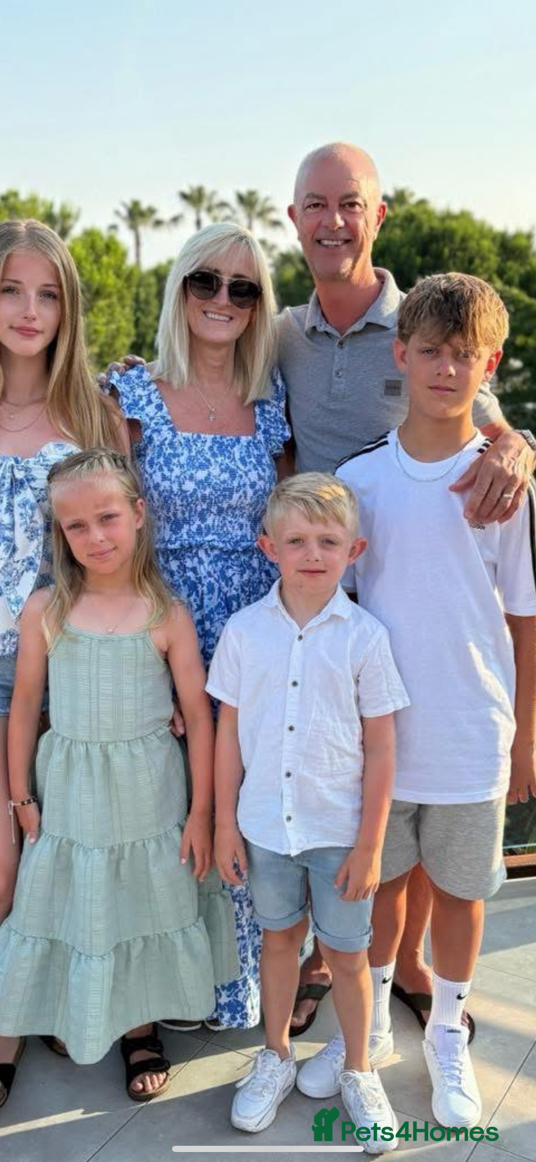 Jack Russell dogs for sale: Jack Russell puppies miniature - Advert 7