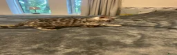 Bengal cats for sale: Meet Aspen A Icy-Silver Bengal GCCF registered✨ - Advert 4