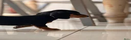 Miniature Dachshund dogs for sale: Pra hereditary clear mini smooth dachshund  - Advert 17
