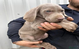Weimaraner dogs for sale: Stunning Weimaraner pups (KC Registered pedigree)  - Image 21