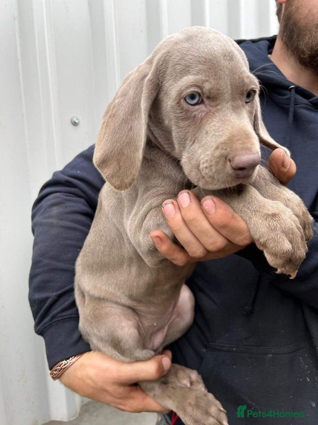 Weimaraner dogs for sale: Stunning Weimaraner pups (KC Registered pedigree)  - Image 21