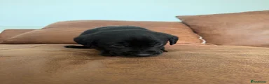Labrador Retriever 2