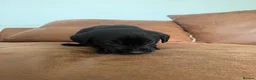 Labrador Retriever dogs for sale: 8 Black Labrador Pups - Advert 9