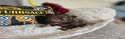 Chihuahua dogs for sale: Xx quality chocolate longcoat chihuahua puppies Xx - Advert 24