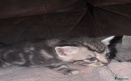 Maine Coon cats for sale: 3 beautiful part Maine coon kittens  - Image 13