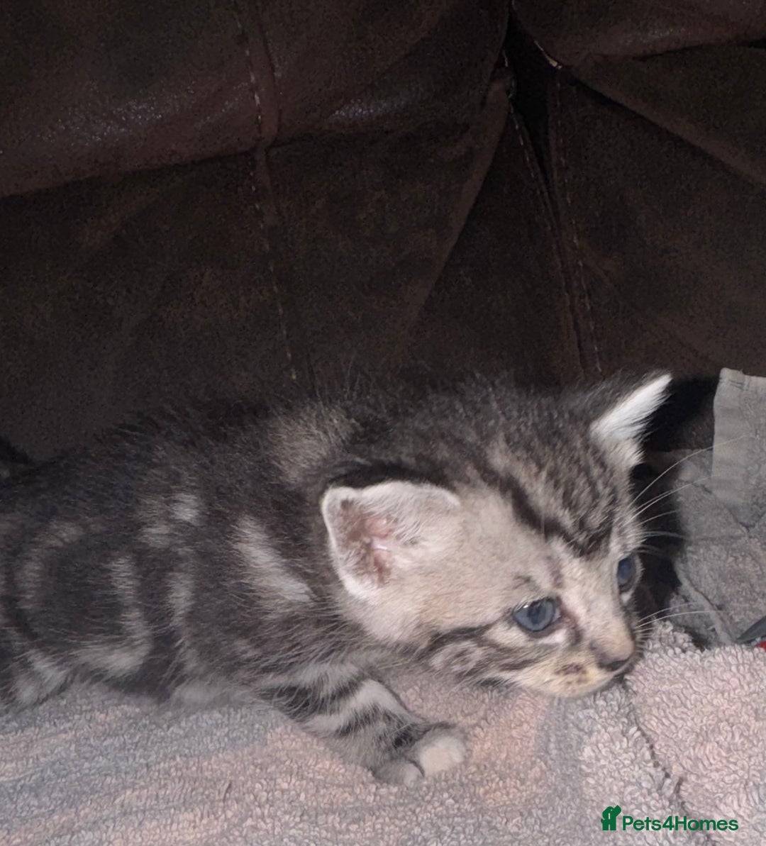Maine Coon cats for sale: 3 beautiful part Maine coon kittens  - Image 13