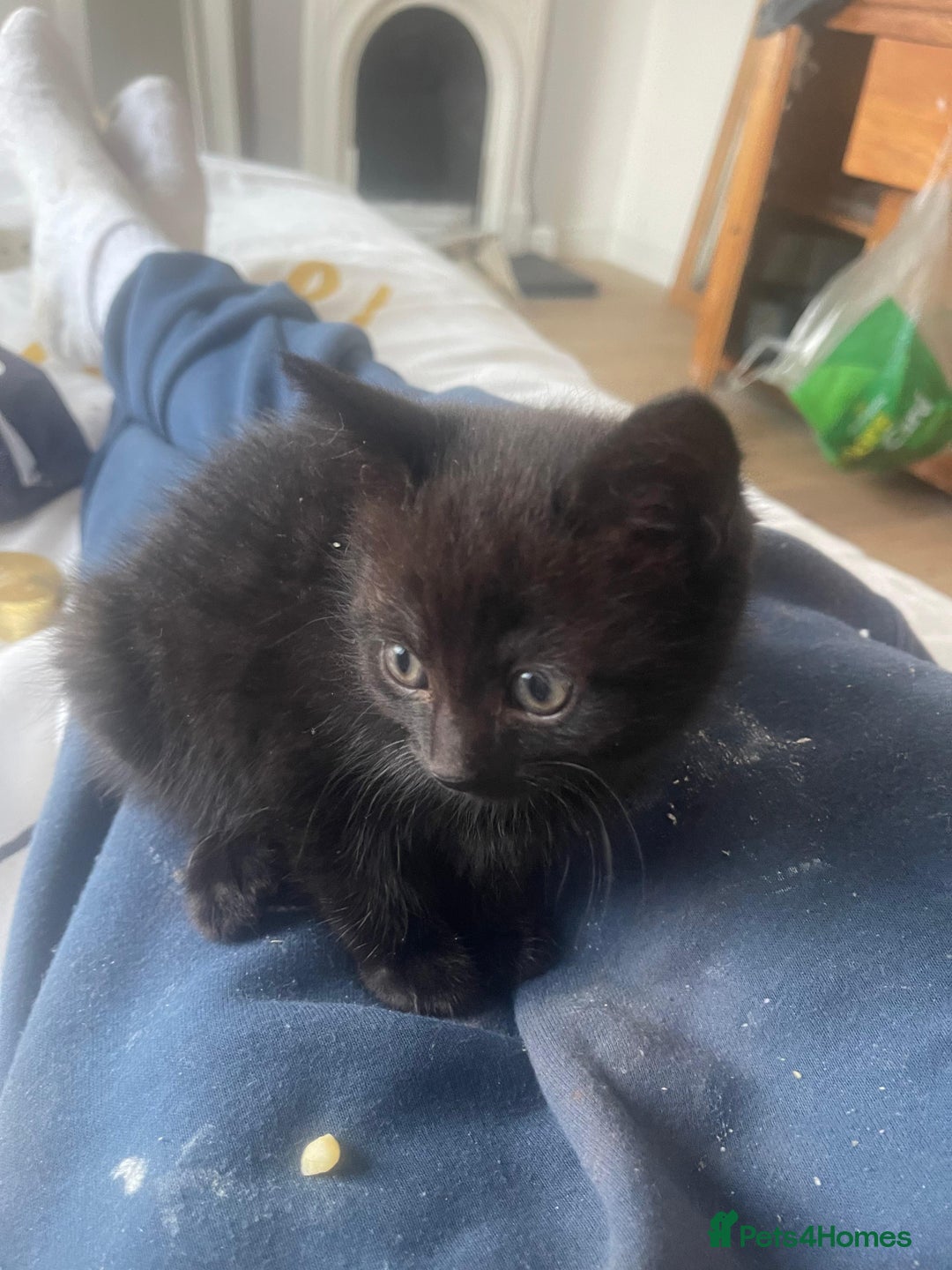 Mixed Breed cats for sale:  Beautiful Torti, female cats and black kittens - Image 5